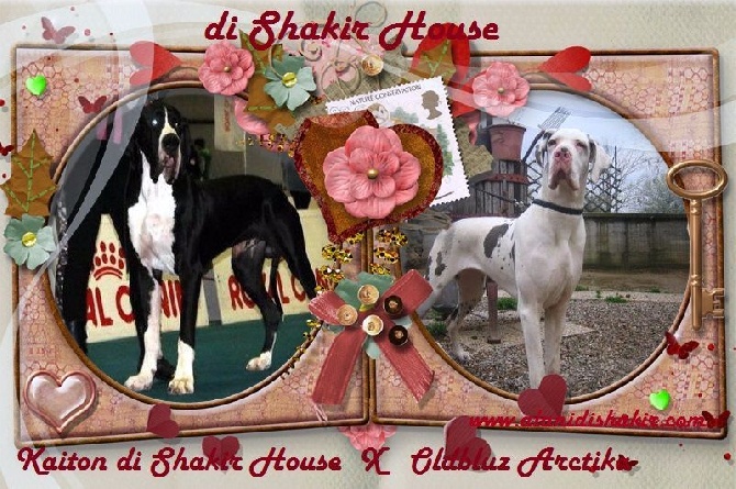 Di Shakir House - Magnifiques chiots disponibles