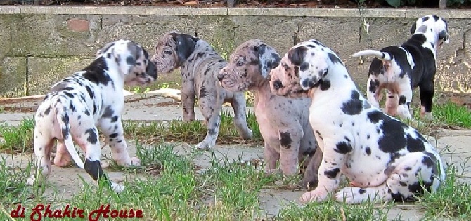 Di Shakir House - Magnifiques chiots disponibles