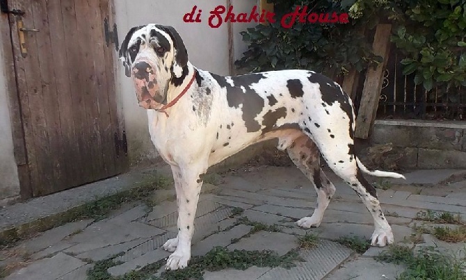 Di Shakir House - EXPO Nazionale di Siena 03.04.2016 