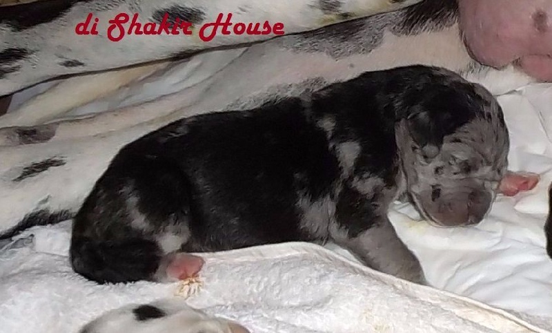 Di Shakir House - Chiot disponible  - Dogue allemand