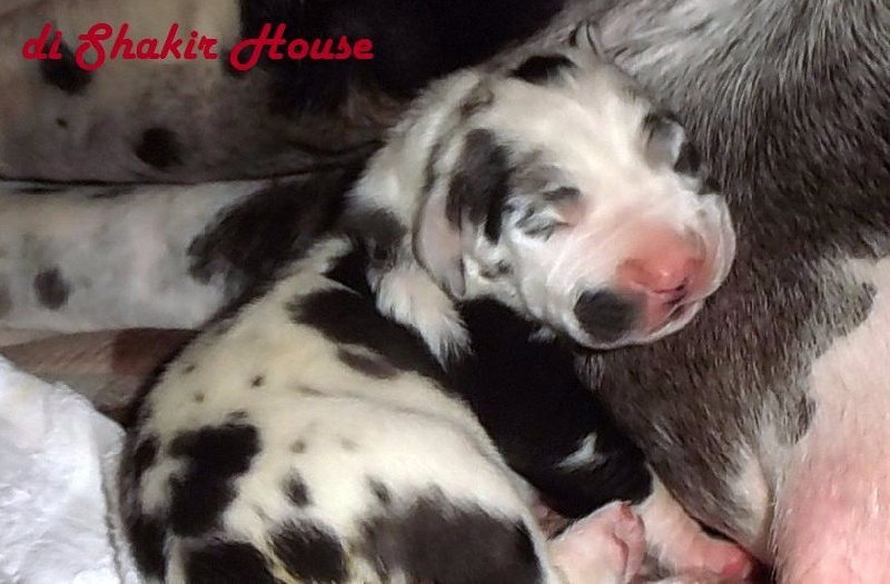 Di Shakir House - Available Puppies - Dogue allemand